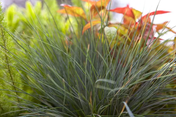 Festuca Glauca 'Elijah Blue'