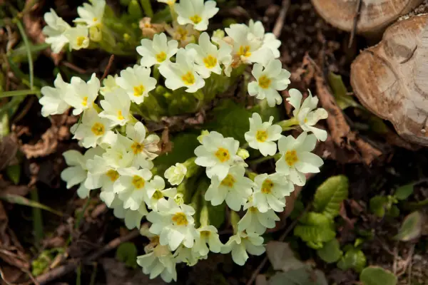 Primroses