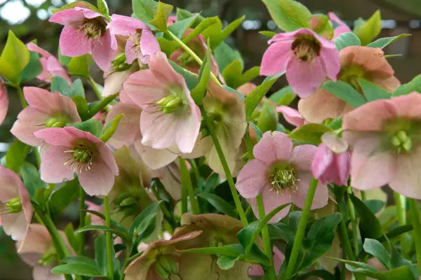 Hellebores