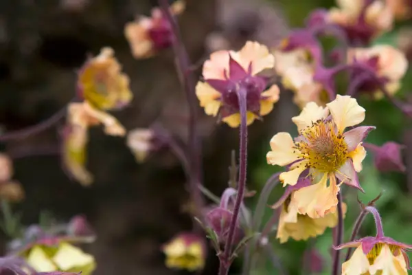 Geum 'Eden Rising'