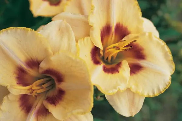 Hemerocallis 'vaniljesaus Candy'