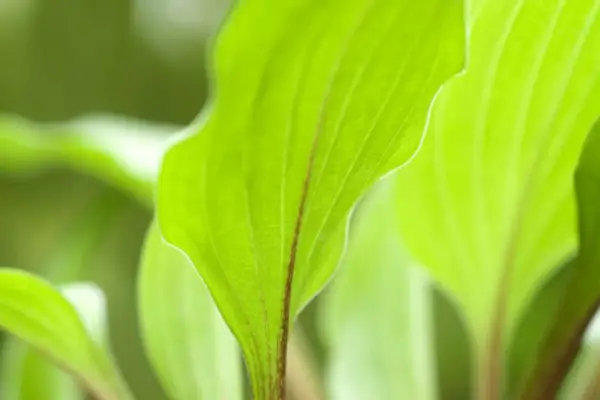 HOSTA Little Red Rooster
