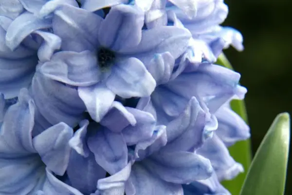 Niebieski „niebieski lód”