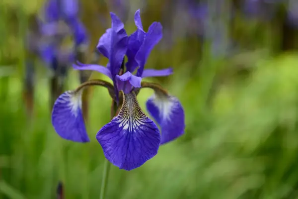 Iris Sibirica zu wachsen