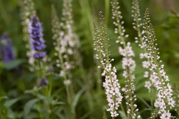 Lysimachia ephemerum