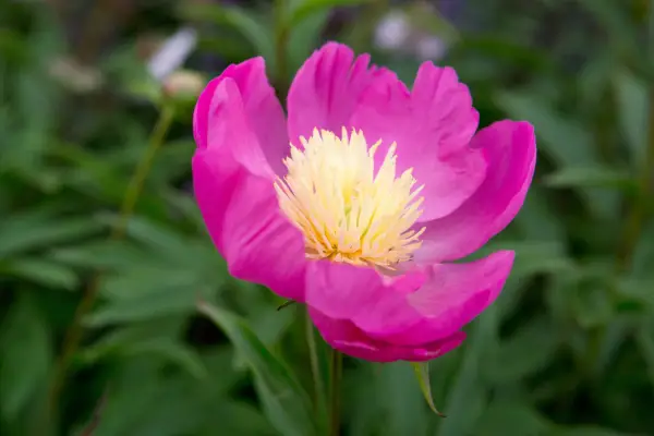 Paeonia lactiflora 