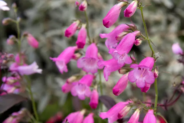 Penstemon 'Pink Endurance'