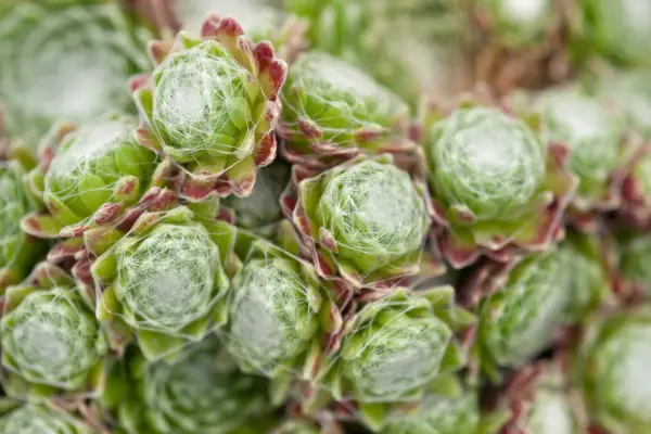 Sembervivum arachnoideum