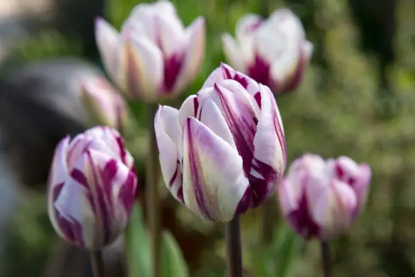 Tulip 