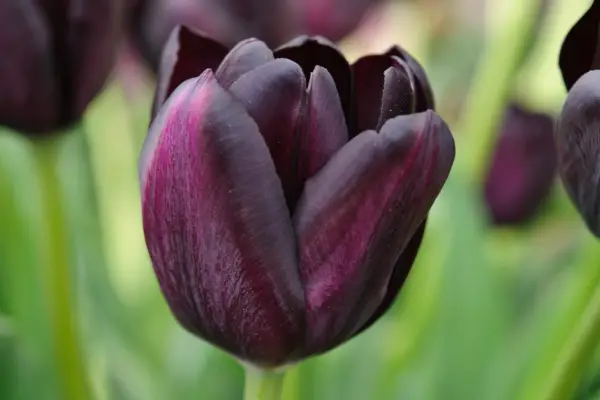 Tulip 