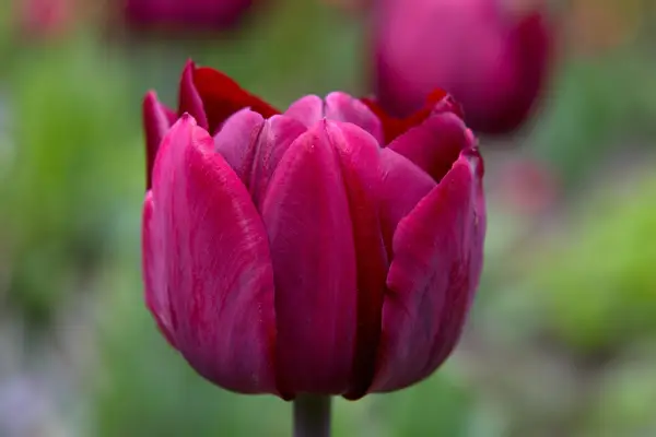Purple-red blooms of tulip 