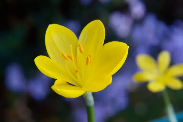 Sternbergia lutea