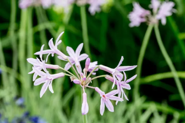 Tulbaghia violacea 'encaje plateado'