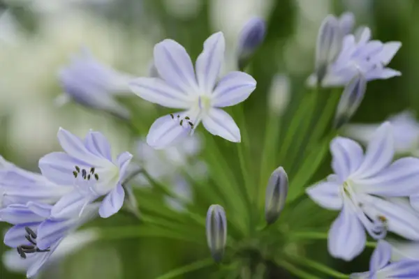 Agapanthus 'Blue Triumphator'