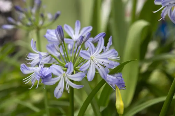 Agapanthus „malá holandská modrá“
