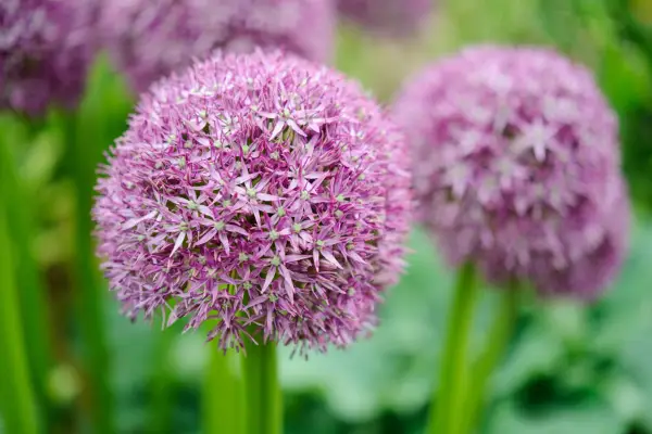 Allium 'Pinball Wizard'