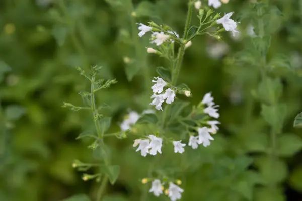 Calamintha Nepeta 'White Cloud'