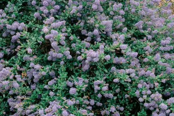 CEANOTHUS 'AZUL CUSHION'