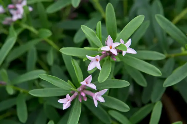 Daphne X Transatlantica 'Pink Fragrance'