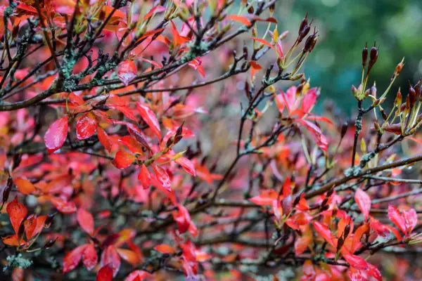 Enkianthus perulatus