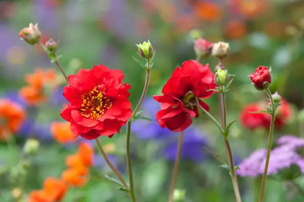 Geum 'Mrs J Bradshaw'