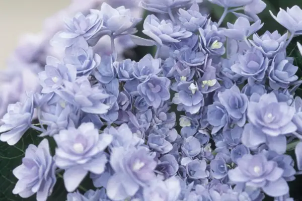 Hydrangea 'ty a já vášeň modrá'