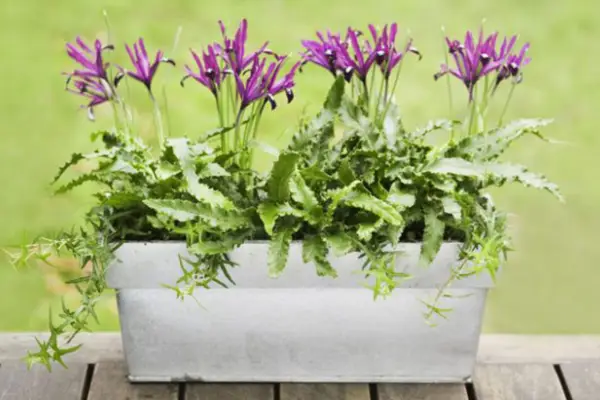 איריס רטיקולטה 'פאולין'