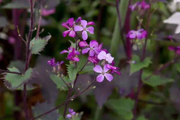 Lunaria annua 