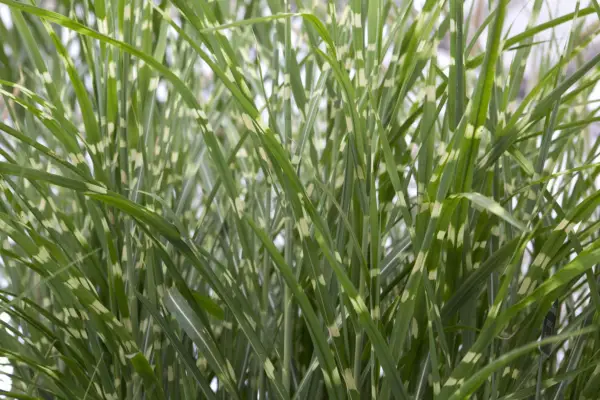 Miscanthus sinensis ''