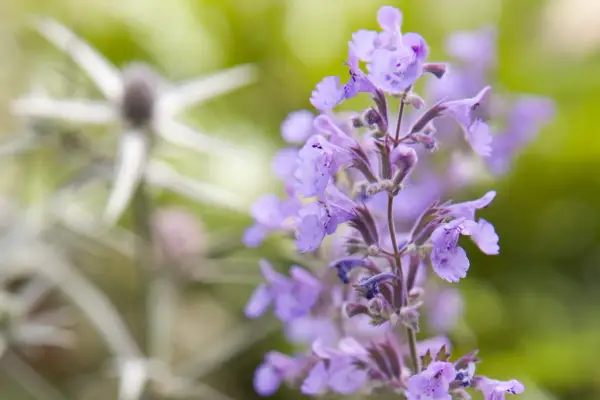 Nepeta 