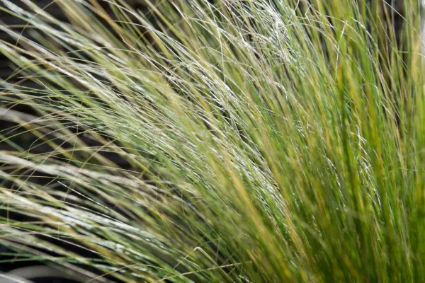 Stipa tenuissima foliage