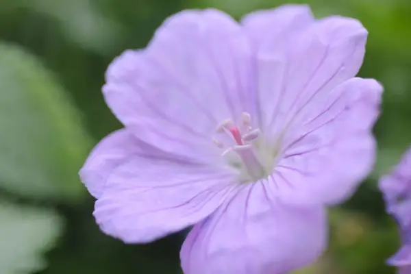 Geranium 