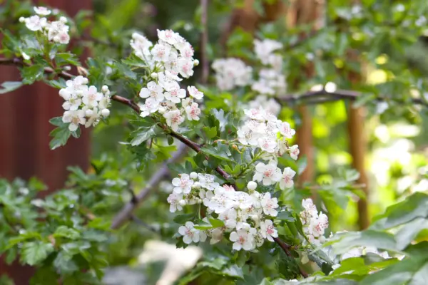 Hawthorn flowers and foliage