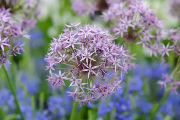Allium cristophii flowers