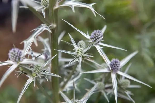 Eryngium variifolium flowers