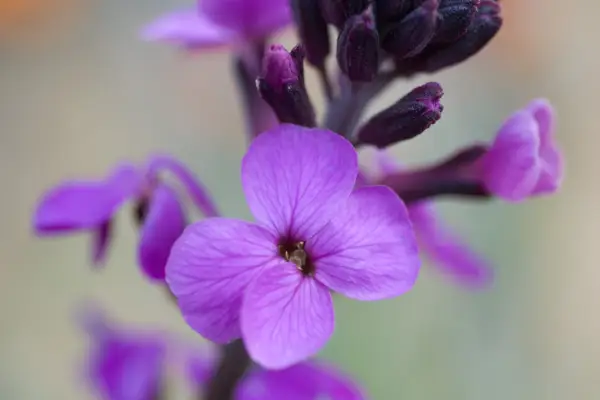Erysimum 
