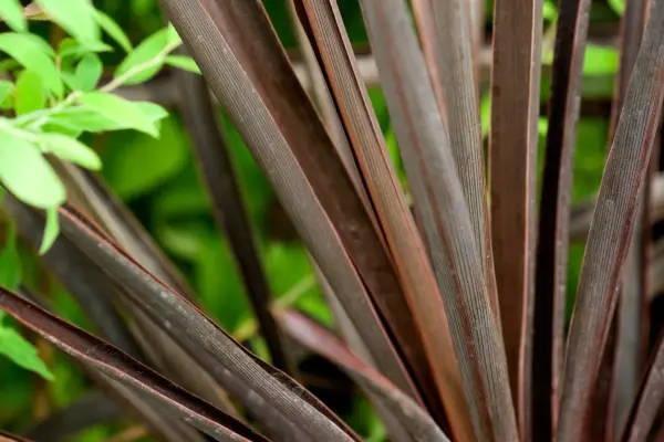 Cordyline 