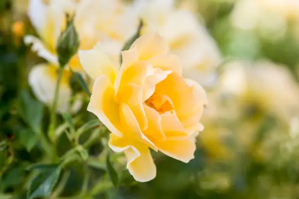 Rosa (Floribunda Group) 'Gold Spice'