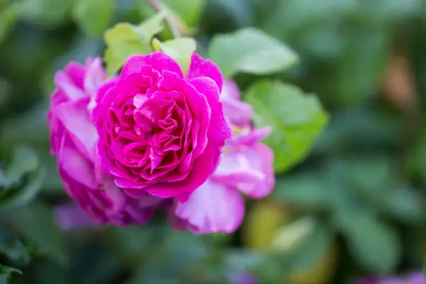 Rosa „Young Lycidas”