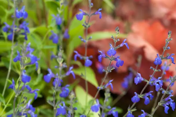 Salvia x Jamensis 'Blue Armor'