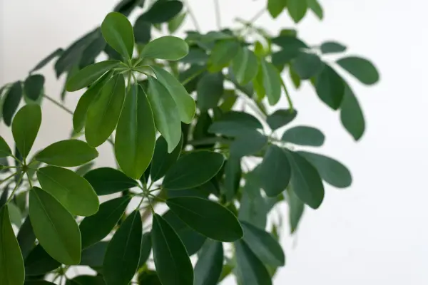 Schefflera Arboricola