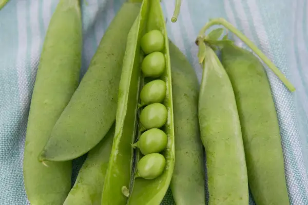 Pea 