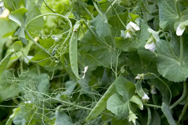 Pea plants