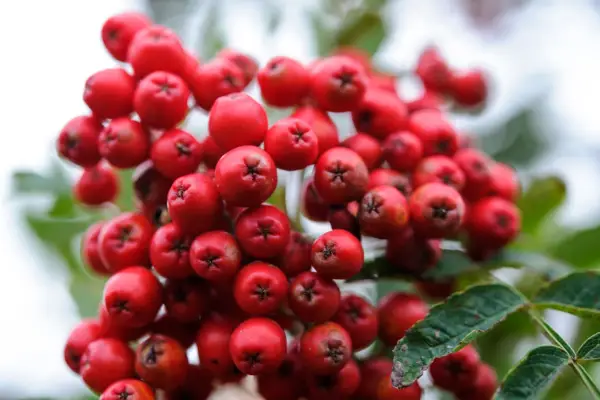 A mass of red rowan berries