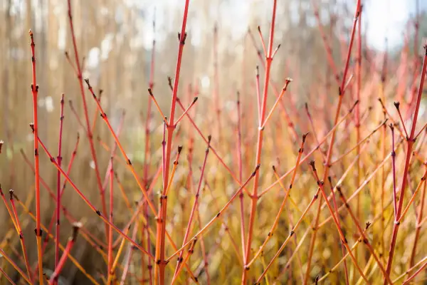 Red branches of dogwood, without leaves