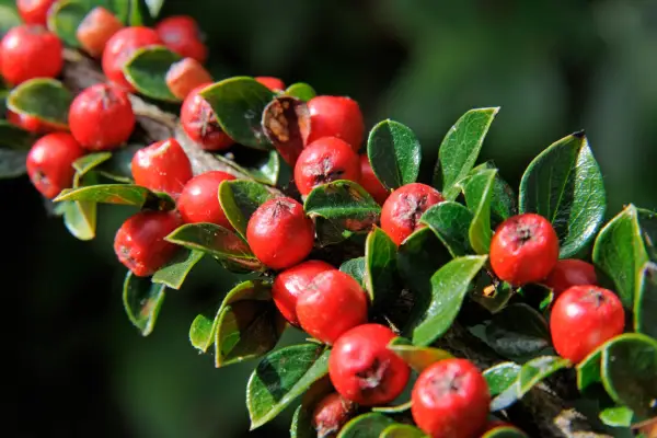 Round red berries of cotoneaster