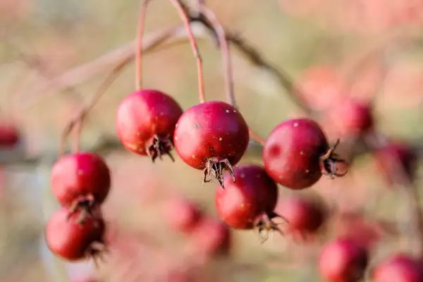 Deep-red hawthorn berries