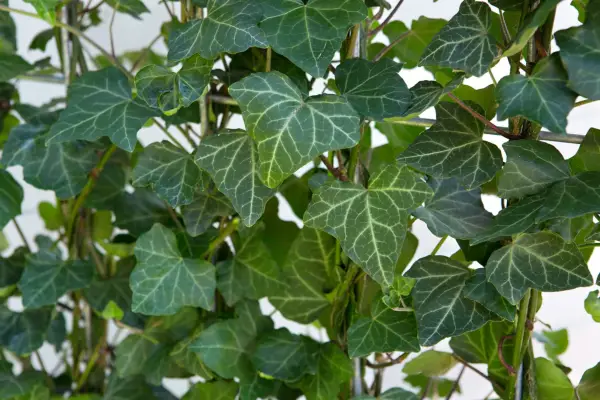 Ivy growing up a frame