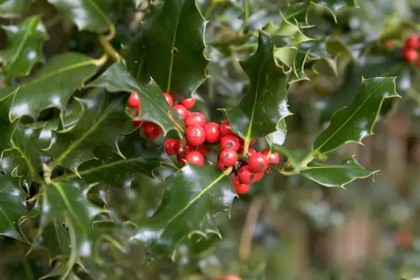 Glossy, spiky holly leaves and clusters of bright red berries -2