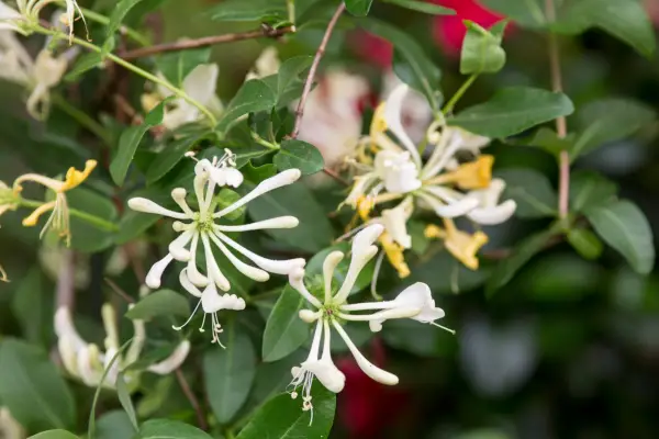 Cream and yellow honeysuckle blooms